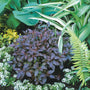 Le weigelia Midnight Wine a un port nain, idéal pour les petits espaces.