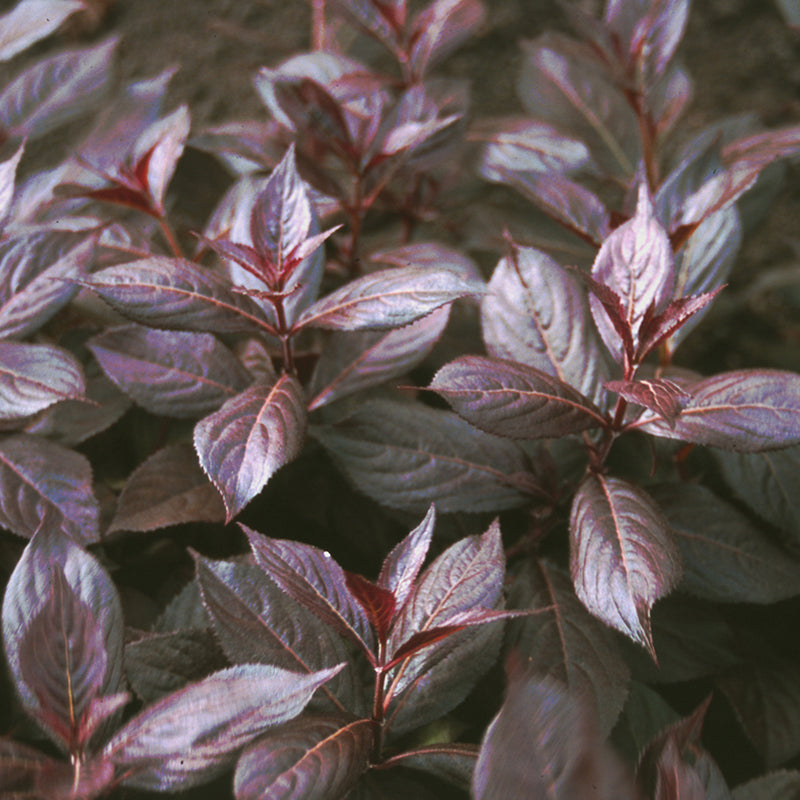 Le feuillage spectaculaire du weigela Midnight Wine compense son absence de fleurs.
