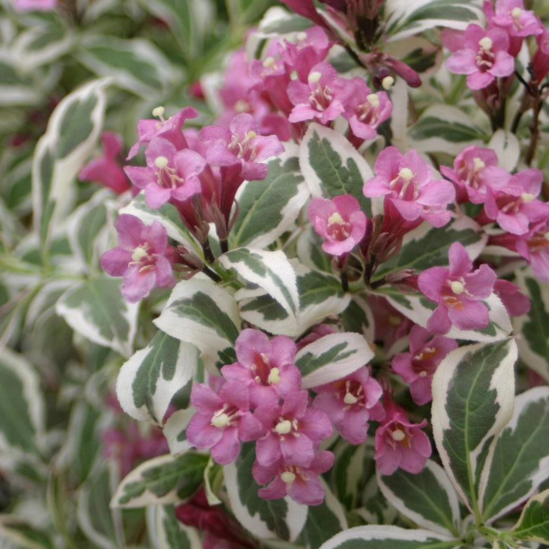 Close up of My Monet Weigela pink blooms and variegated foliage.