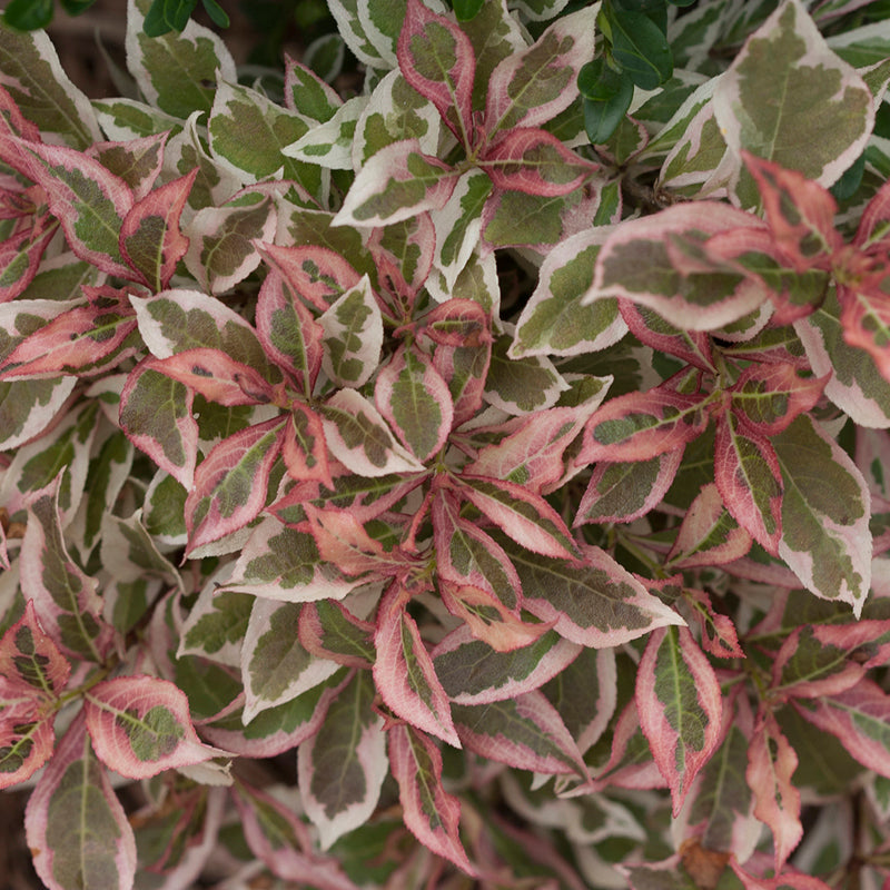 Close up of My Monet Weigela variegated foliage with both pinks and creamy colors