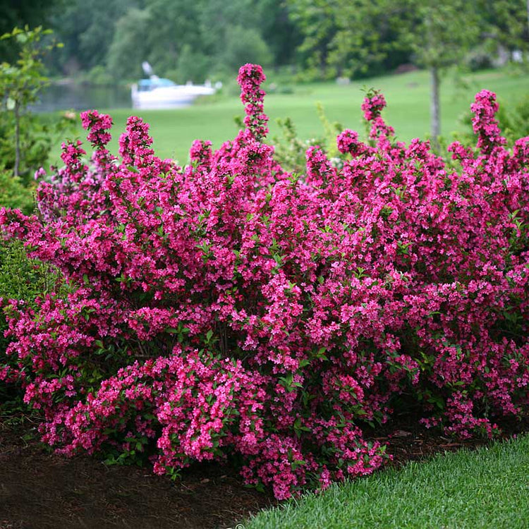 Sonic Bloom Pink weigela features bright pink blooms all along its entire stems from spring through summer.