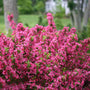 Sonic Bloom Pink Weigela drought and heat proof
