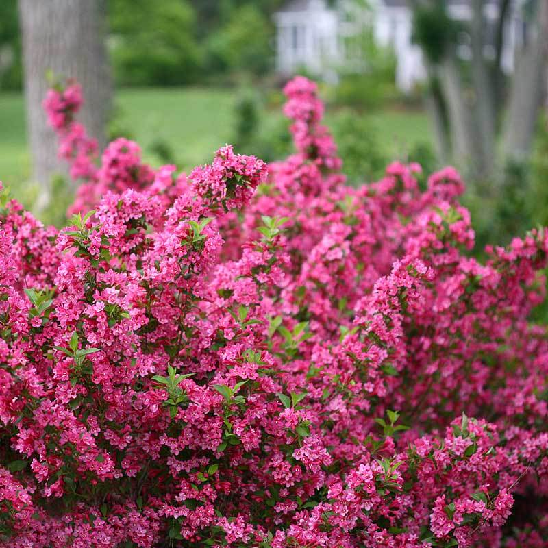 Sonic Bloom Pink Weigela drought and heat proof