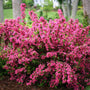 Sonic Bloom Pink Weigela deer and rabbit resistant