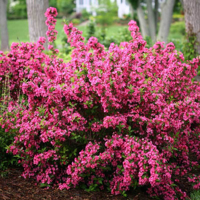 Sonic Bloom Pink Weigela deer and rabbit resistant