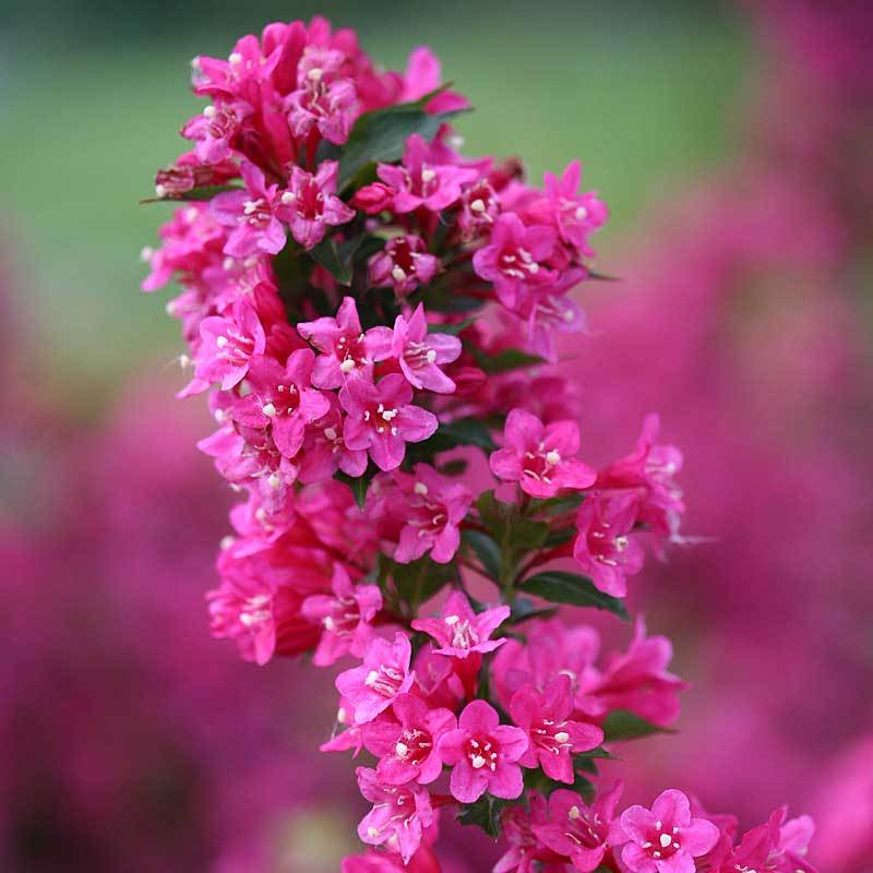 Sonic Bloom Pink Weigela attracts hummingbirds