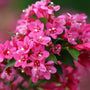 Sonic Bloom Pink Weigela perfect for flowering hedges
