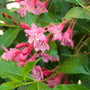Sonic Bloom Pink Weigela adds color spring frost