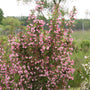 Sonic Bloom Pure Pink Weigela perfect for flowering hedges