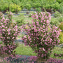 Sonic Bloom Pure Pink Weigela attracts hummingbirds
