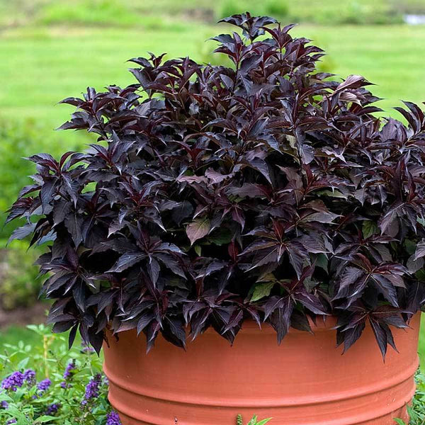Spilled Wine® Weigela | Proven Winners – Great Garden Plants
