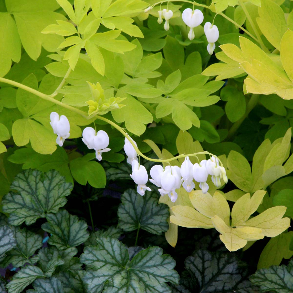 White Gold Bleeding Heart with pure white heart-shaped flowers hanging on arching stems. 