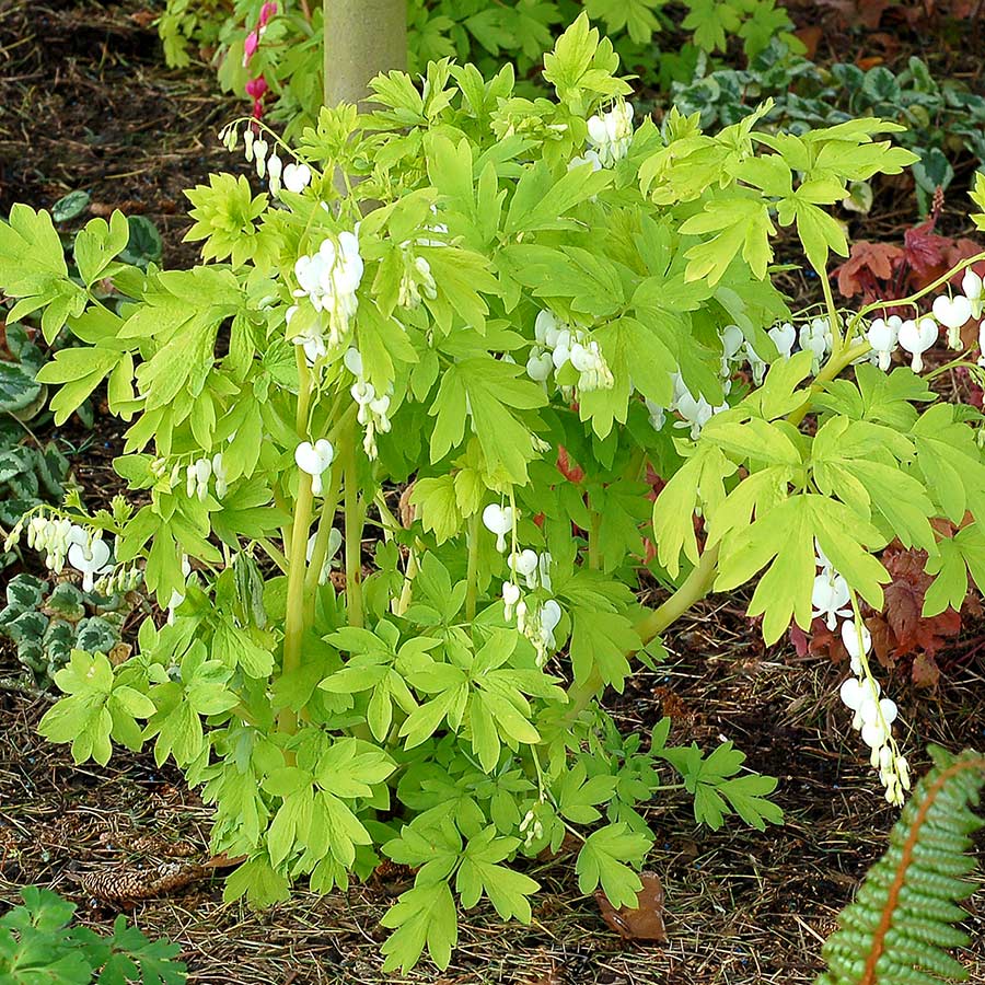 White Gold Bleeding Heart with sprays of white flowers hanging over gold fern-like foliage. 