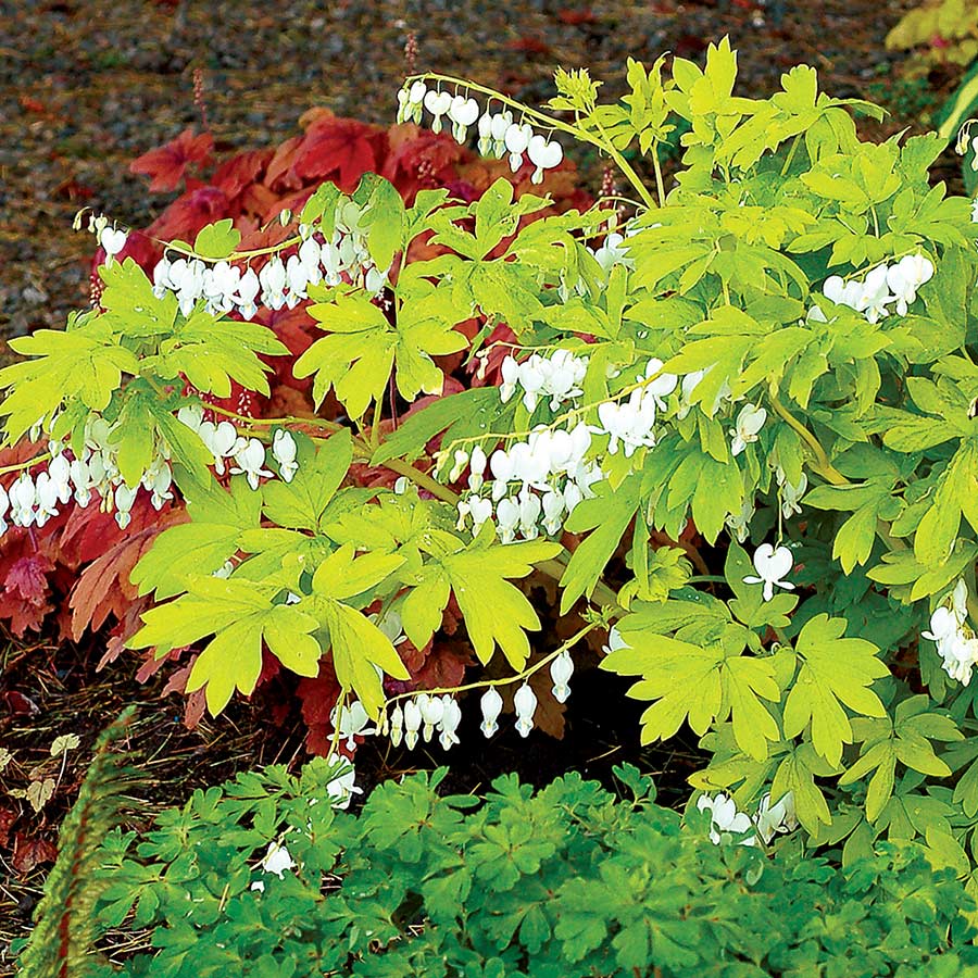 White Gold Bleeding Heart with brilliant white flowers on arching stems. 