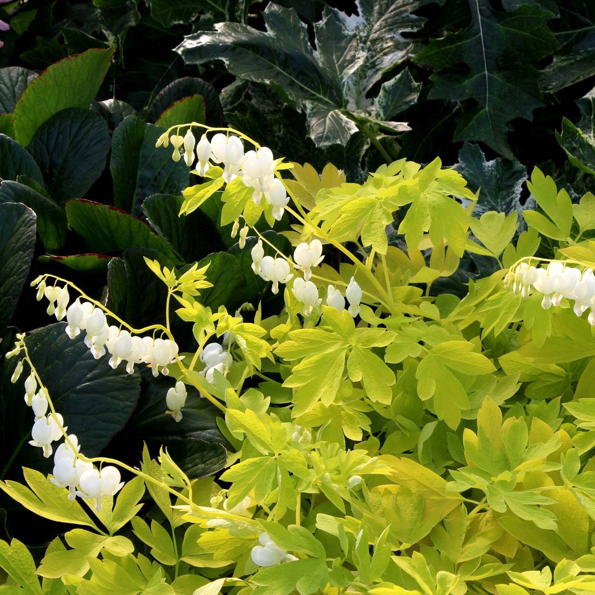 White Gold Bleeding Heart with brilliant white flowers and golden foliage. 