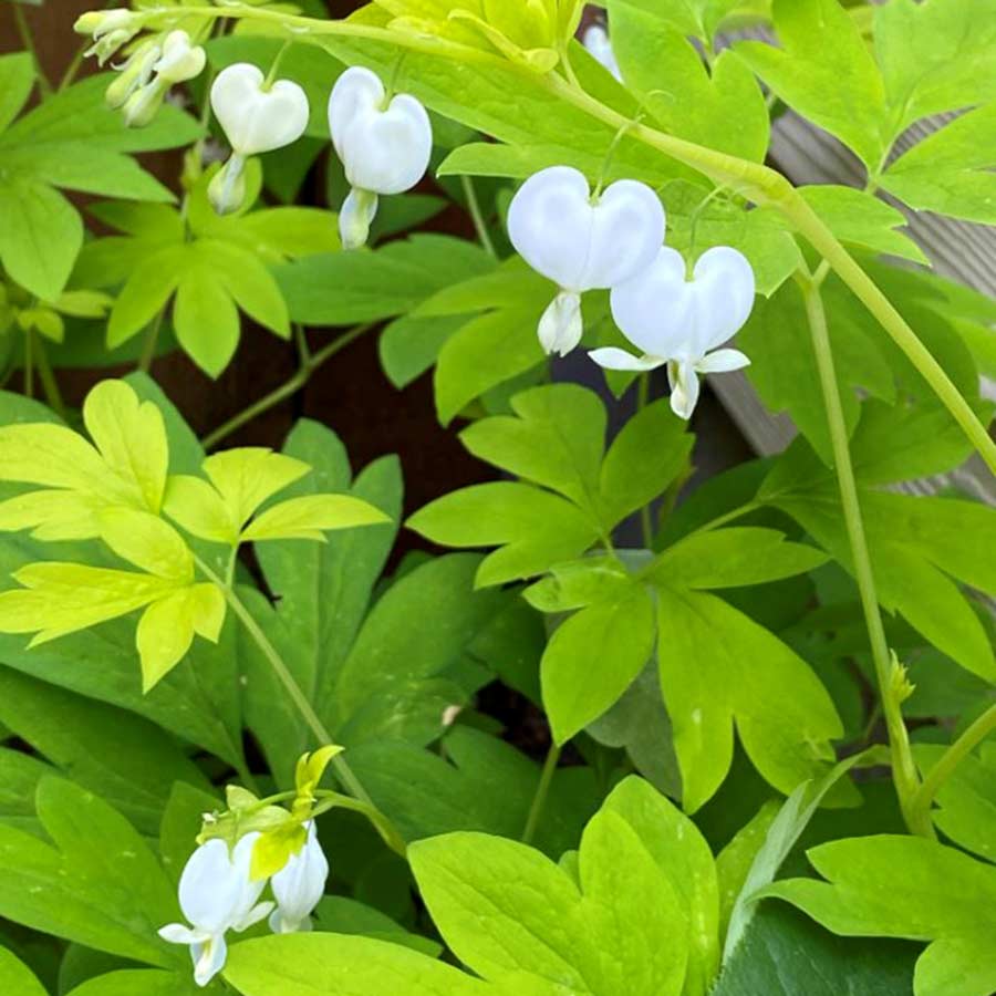 Close-up of White Gold Bleeding Heart's pure white heart-shaped flowers. 
